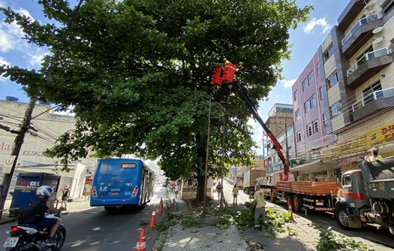 Com ações preventivas, Prefeitura supera o número de podas de árvores de 2021