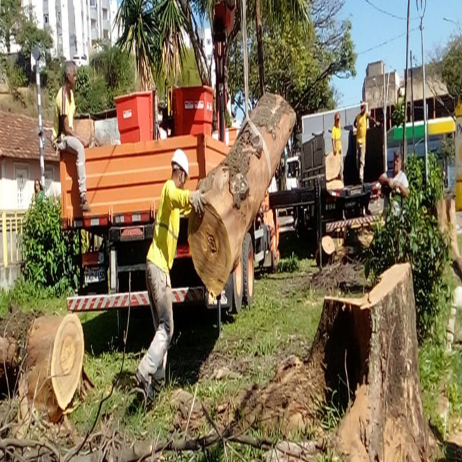 Prefeitura realiza intervenções preventivas em árvores da cidade