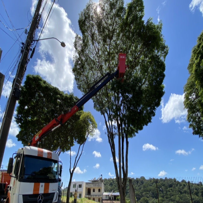 Prefeitura realiza poda de árvores em mais de dez bairros nesta semana