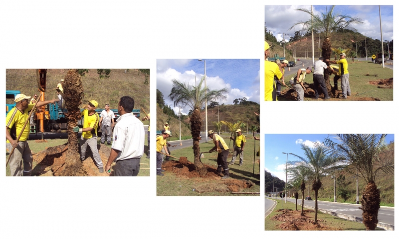 Empav realiza plantio de árvores na Avenida Deusdedit Salgado