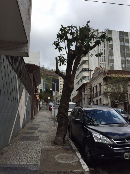 Empav realiza poda de árvore na Floriano Peixoto