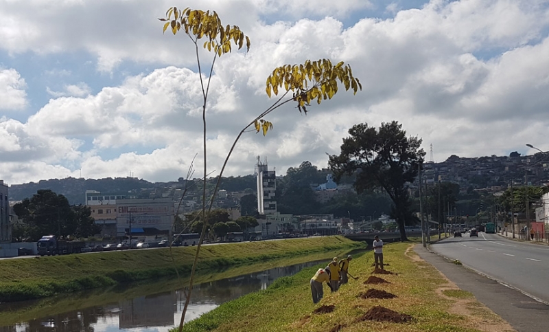 Avenida Brasil é contemplada com o plantio de 120 árvores