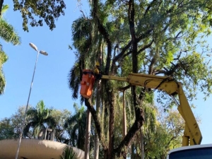 PJF realiza poda de árvores em 12 bairros em cinco dias