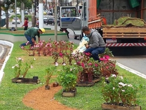 PJF dá sequência à revitalização dos canteiros com plantio de mudas na Rio Branco