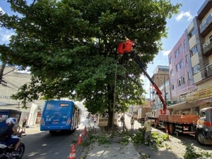 Programa Boniteza realiza poda de árvores na Avenida Rio Branco neste sábado, 9