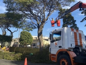 PJF dá início à operação de podas de árvores na Avenida Brasil