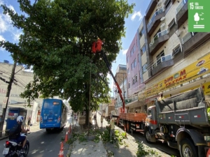 PJF realiza operação de poda de árvores na Avenida dos Andradas nesta quinta, 28