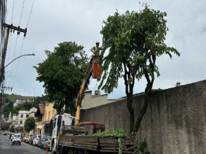 PJF realiza poda de árvores na Avenida Olavo Bilac, no Cerâmica