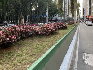 PJF avança na revitalização dos canteiros centrais da avenida Rio Branco
