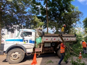 EMPAV realiza quase 100 podas preventivas de árvores nos últimos cinco dias 