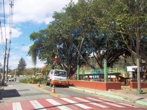 Empav realiza poda de árvores no bairro Araújo