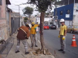 Empav realiza corte de árvore na Rua Nossa Senhora de Lourdes 