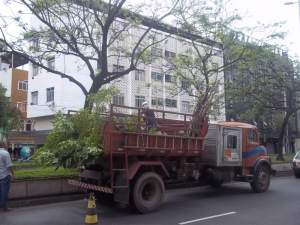 Empav realiza poda de árvores na Avenida Barão do Rio Branco 