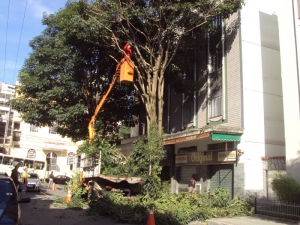 Empav realiza poda de árvores no Morro da Glória