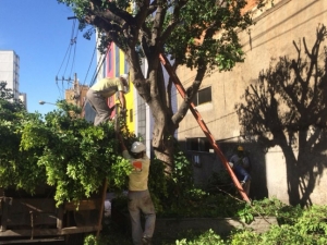 Empav realiza poda de árvores no Centro