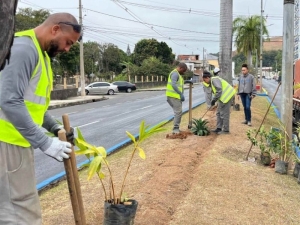 Empav realiza o plantio de mais de 2.500 mudas de flores na avenida JK